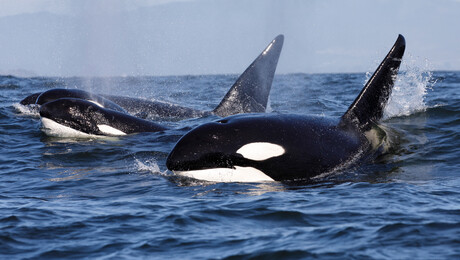 Noorwegen: orka avontuur